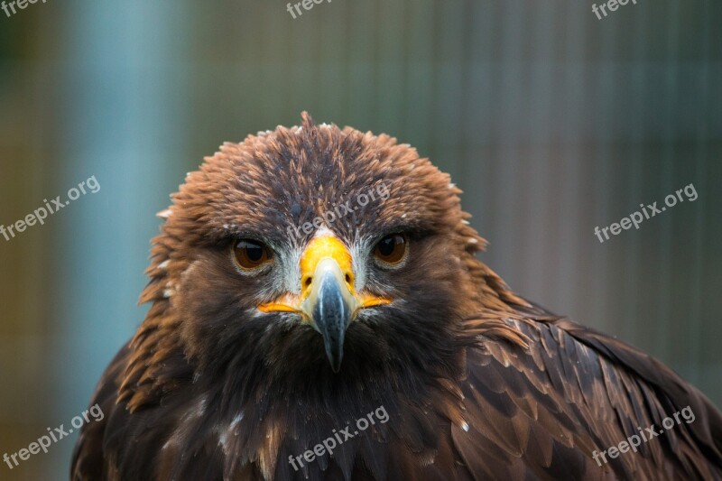 Golden Eagle Adler Bird Feather Nature