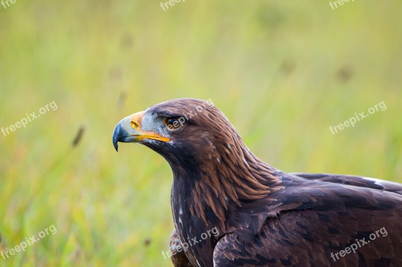 Golden Eagle Adler Bird Feather Nature