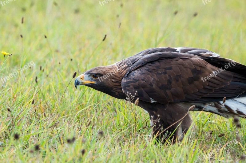 Golden Eagle Adler Bird Feather Nature