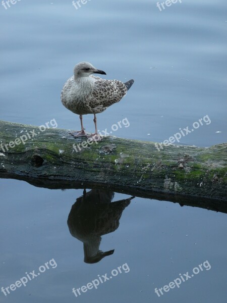 Gull Water Mirroring Branch Free Photos