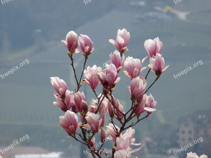 Flower Magnolia Spring Bush Magnolia Tree