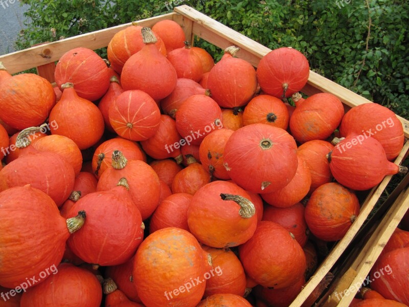 Hokkaido Pumpkin Orange Red Thanksgiving