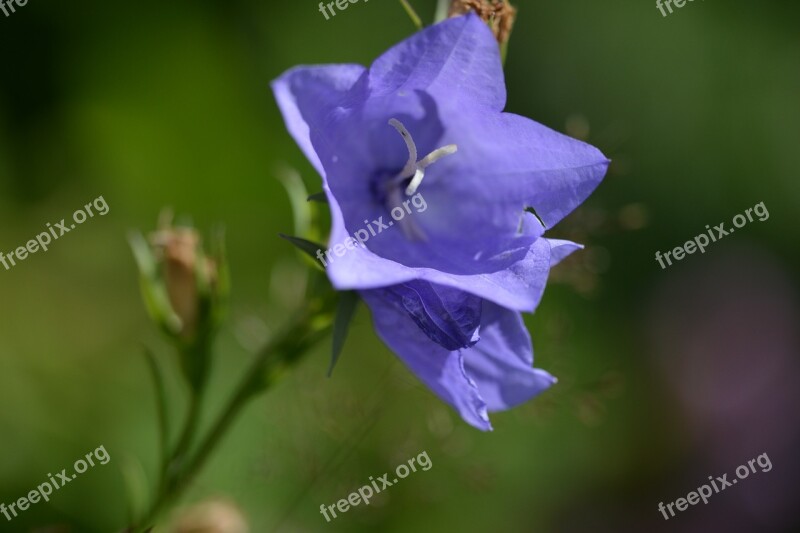 Blue Bell Blue Flower Bed Summer