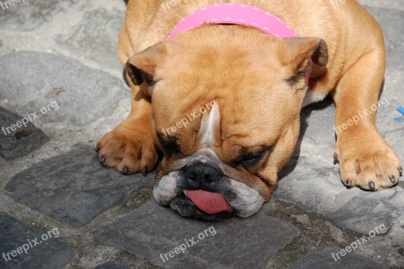 Bulldog Dog Tongue Animals Pet