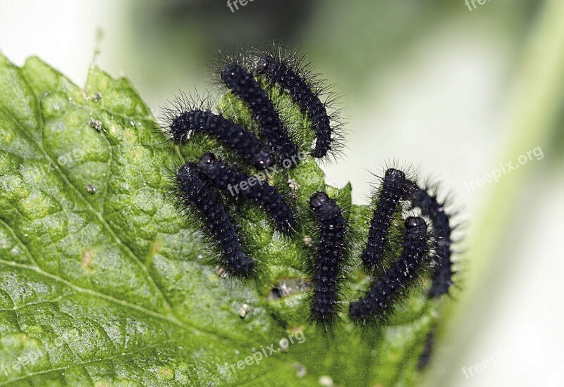 Caterpillar Larvae Insect Nature Macro