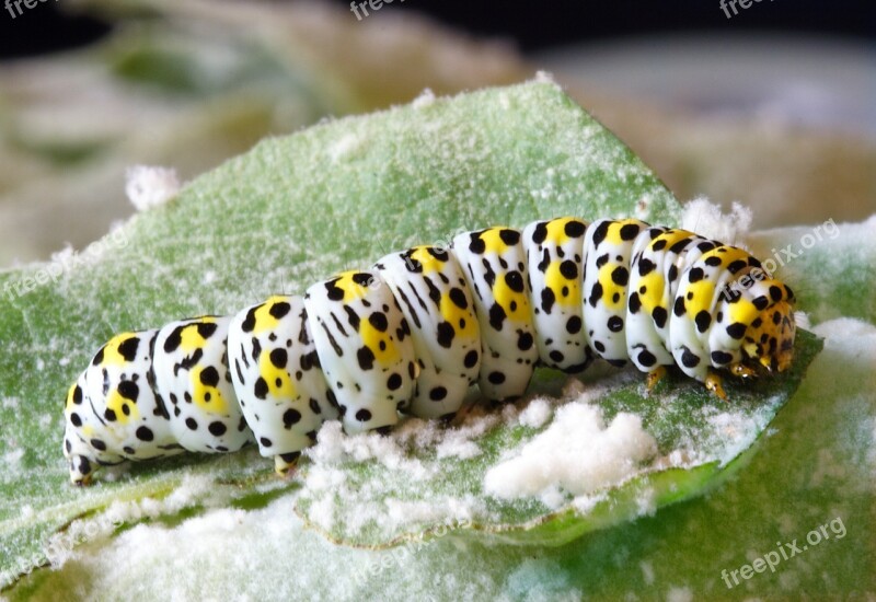 Caterpillar Larva Insect Lepidoptera Pattern