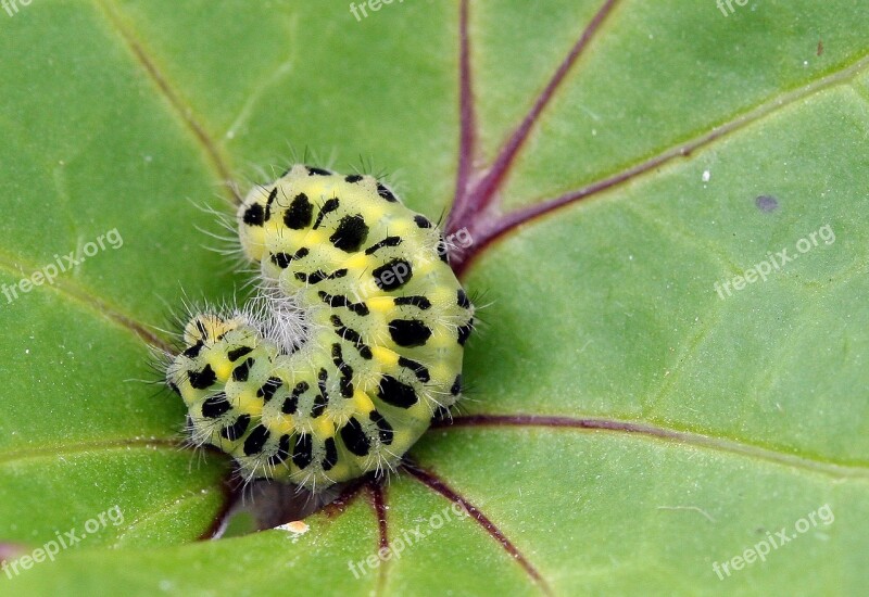 Caterpillar Larva Camouflage Lepidoptera Insect