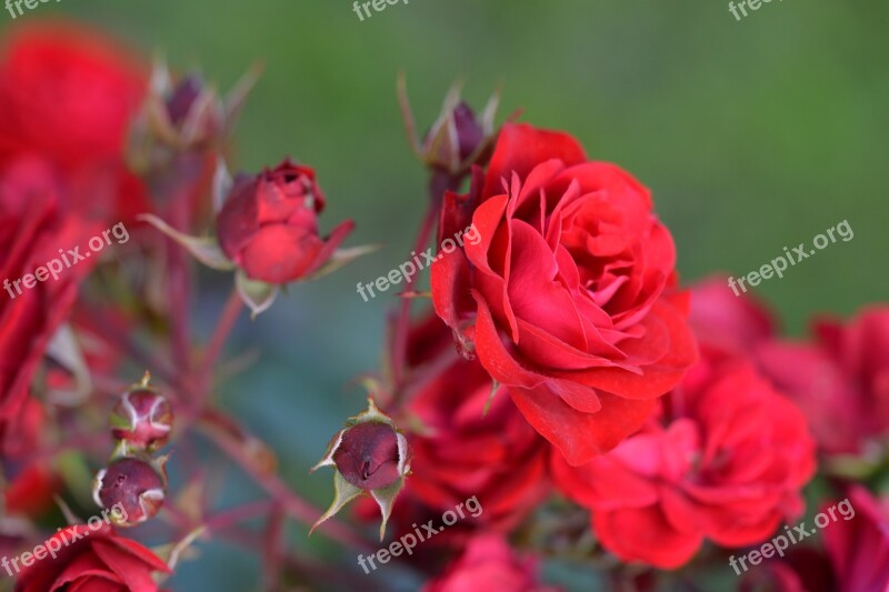 Roses Ros Red Flowers Summer