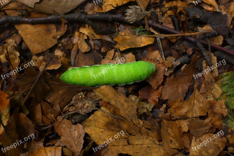 Caterpillar Insect Green Entomology Contrast