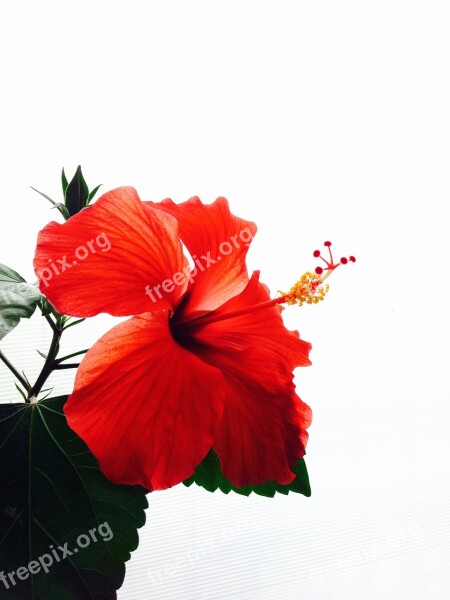 Hibiscus Red Flowers Southern Countries Vivid