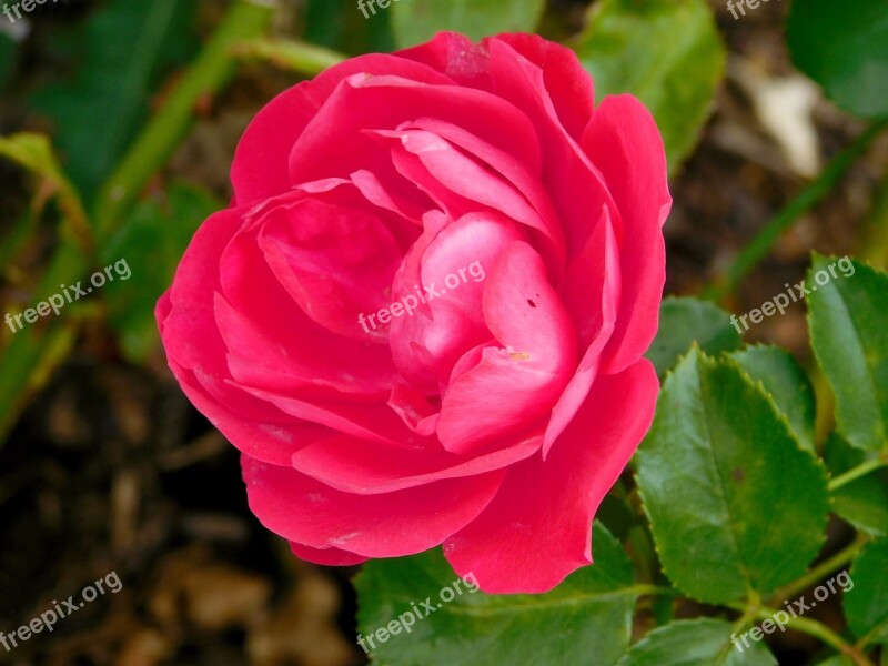 Rose Flower Red Flower Pink Flower Red Roses