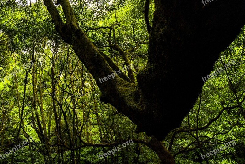 Nature Green Forest Trees Botany