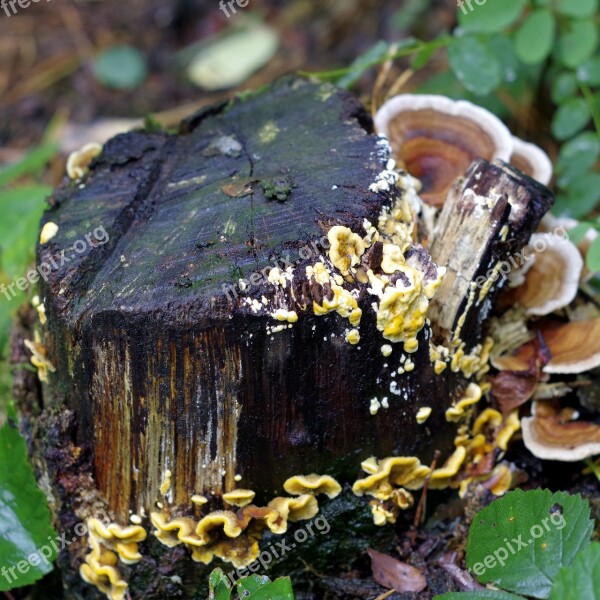 Mushrooms Lichens Colorful Trunk Old