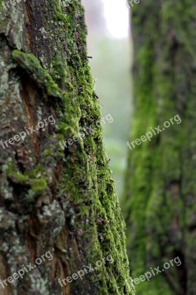 Moss Lichens Tree Old Green