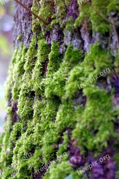 Moss Lichens Tree Old Green