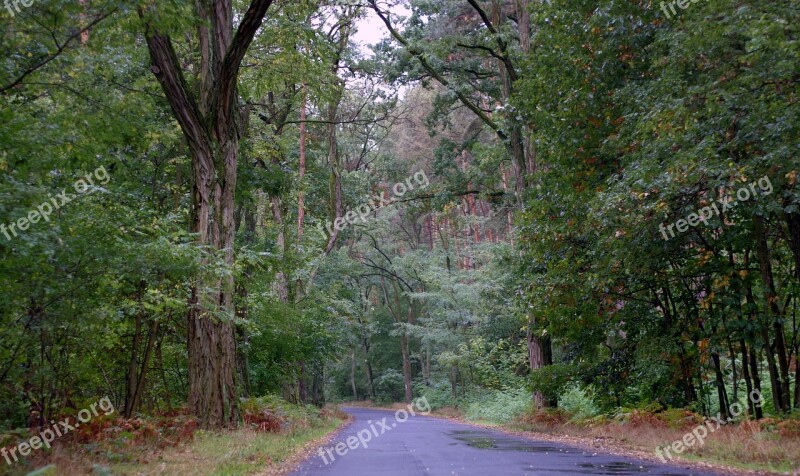 Forest Old Way Highway Green