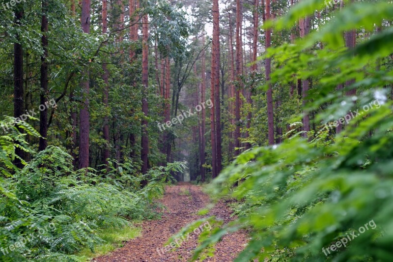 Forest Green Autumn Rainy Wet