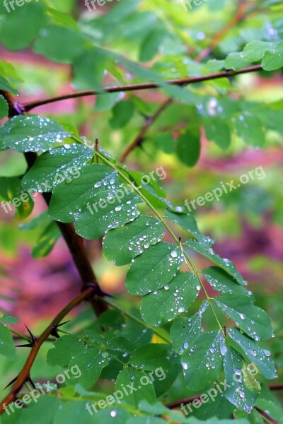 Acacia Foliage Rain Wet Drops