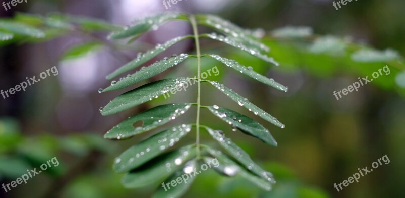 Acacia Foliage Rain Wet Drops