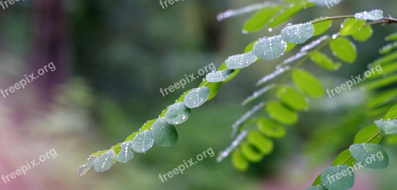 Acacia Foliage Rain Wet Drops