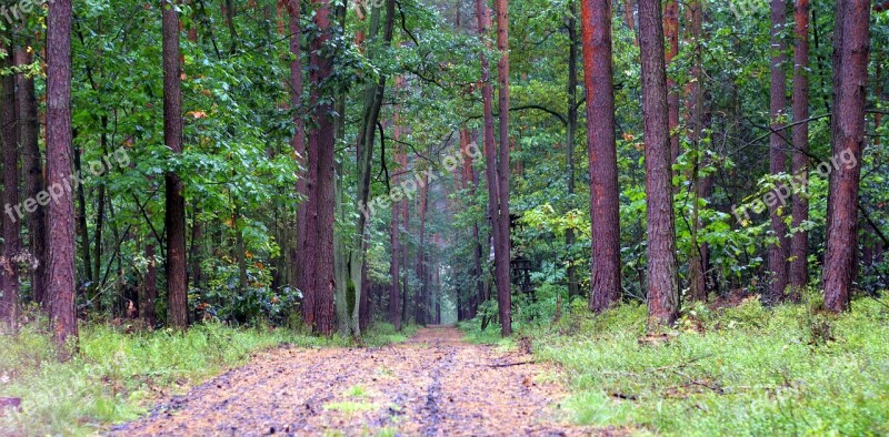 Forest Old Way Leśna Green