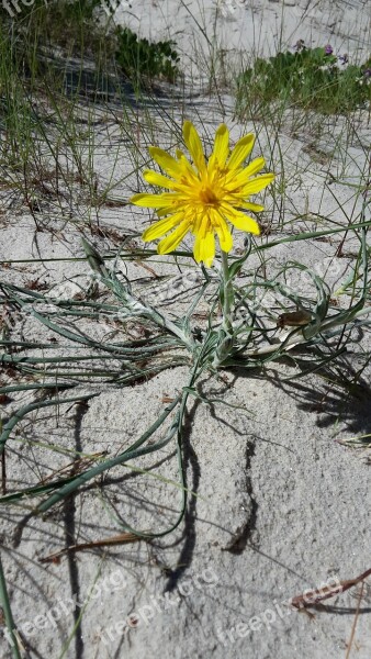 Flower Sand White Sand Summer Free Photos