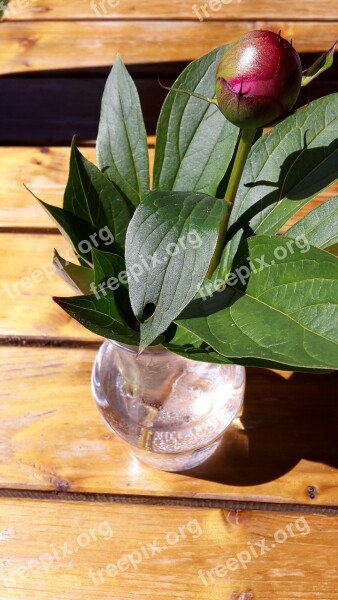 Bud Peony Burgundy Leaves Free Photos