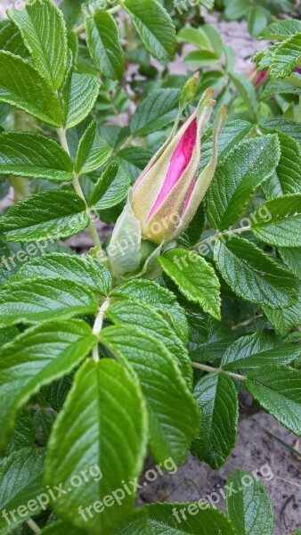 Rose Hip Bud Flower Outdoors Free Photos