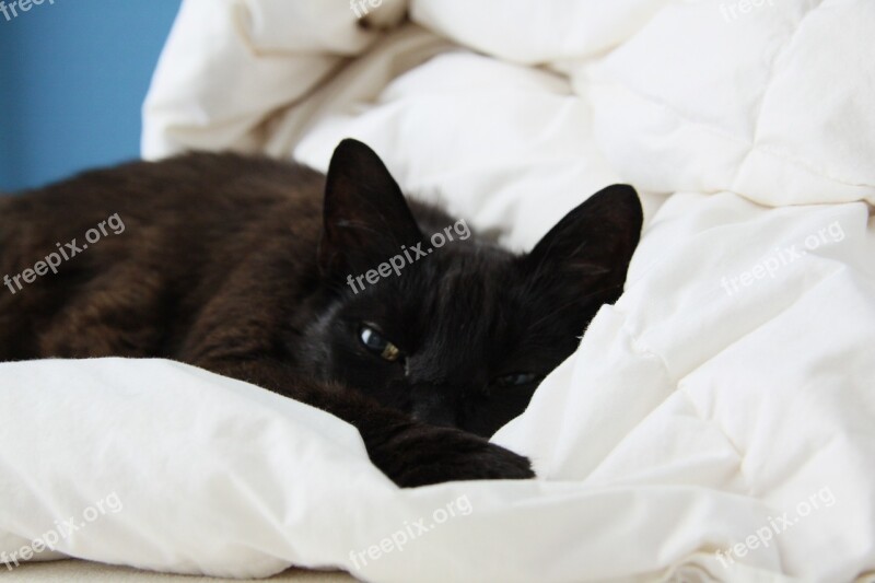 Cat Black Bed Pet Mieze