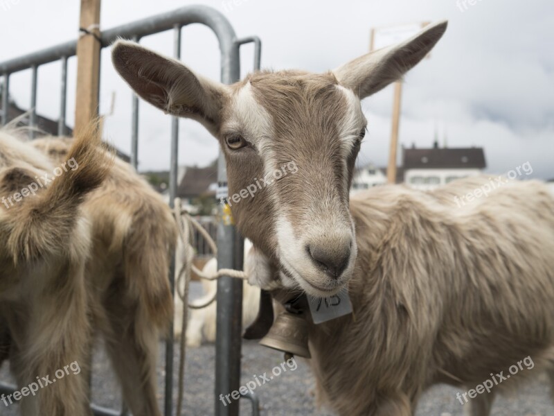 Goat Geiss Curious Agriculture Baby Goat