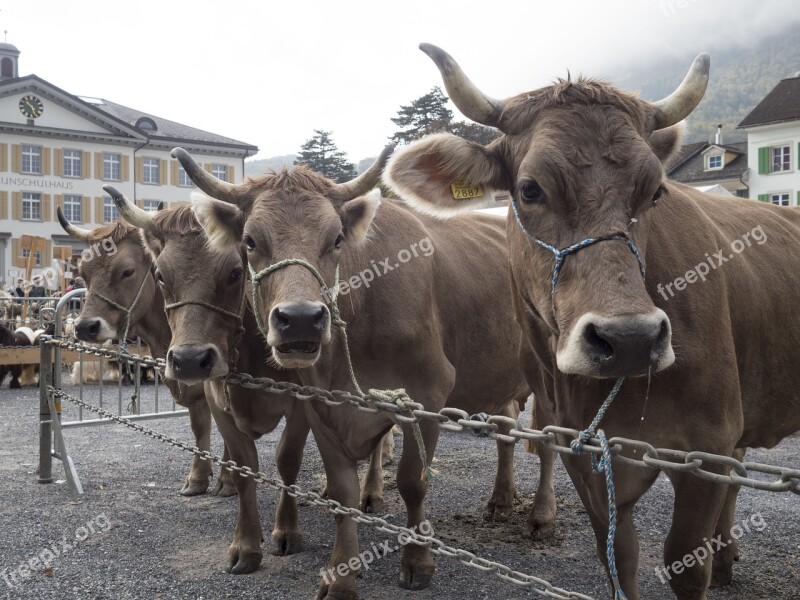 Cows Cattle Show Alpine Award Glarus