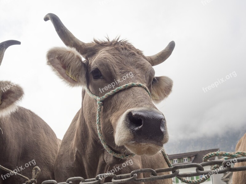 Cow Cattle Show Customs Tradition Switzerland