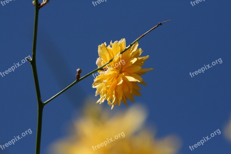 Flower Yellow Yellow Flower Blossom Bloom