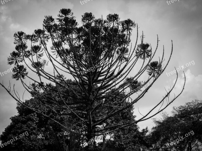 Nature Flying Forest Twigs Black