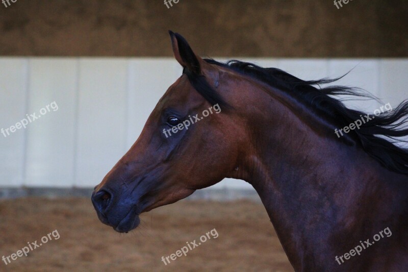 Arabs Horse Stallion Horse Head Arabian Horse