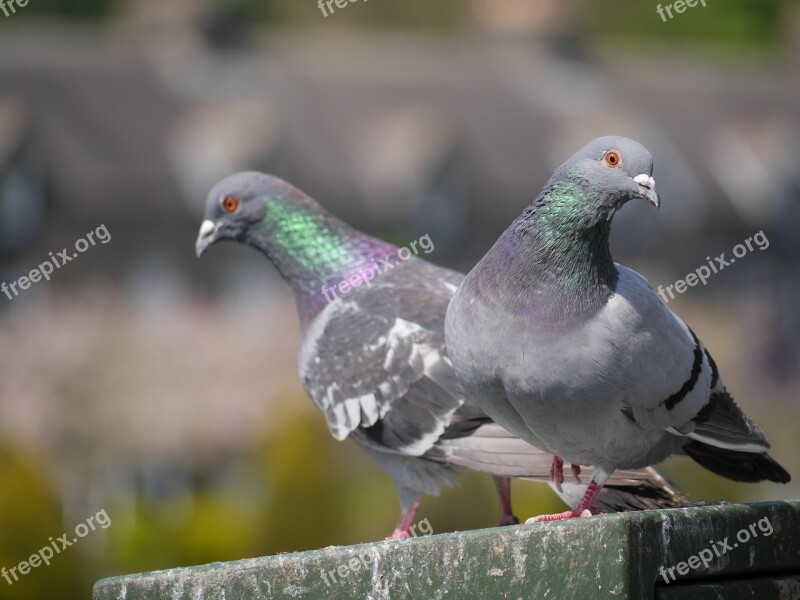 Pigeon Bird Pair Park Breed