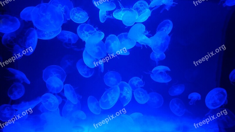 Jellyfish Blue Sea Blue Light Marine Ocean