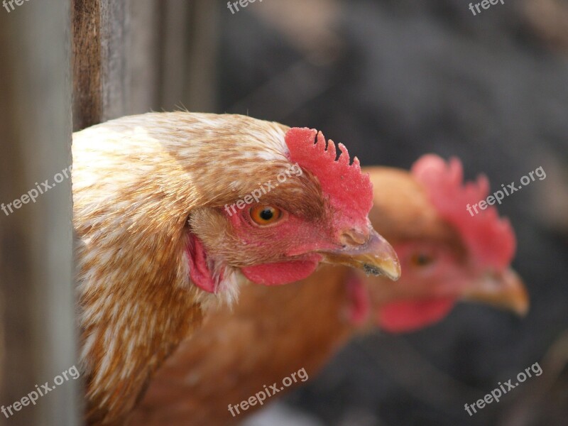 Cock Chicken Bird Animal Village