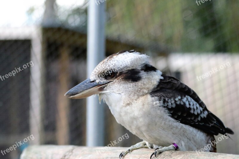 Kookaburra Bird Kingfisher Laughing Beak