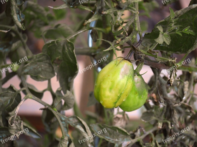 Tomato Black Plum Garden Vegetables Healthy