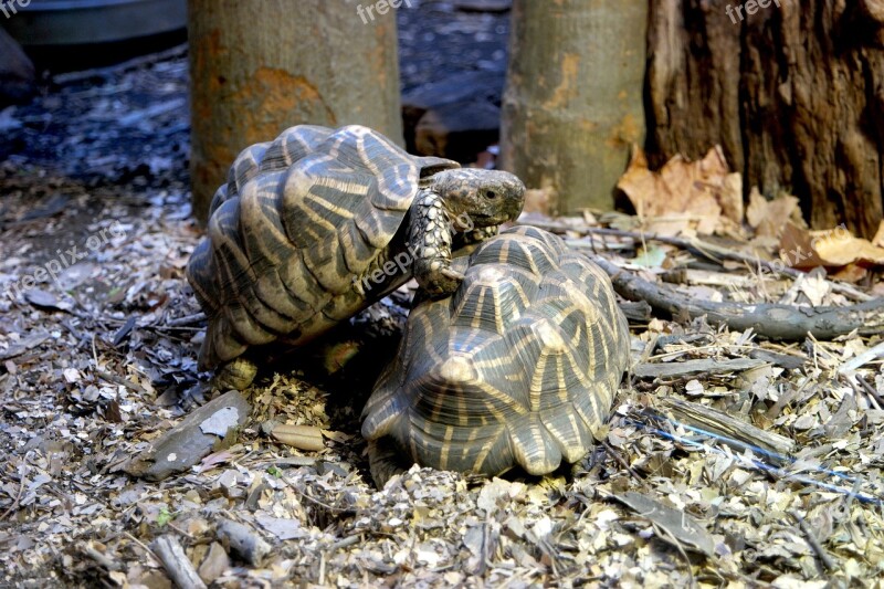 Turtles Animals Wildlife Nature Reptile