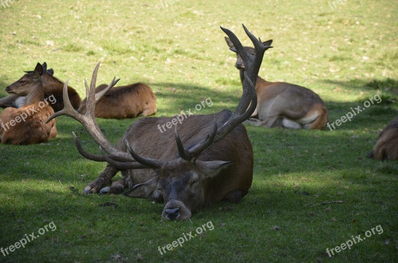 Hirsch Animal Antler Wild Nature