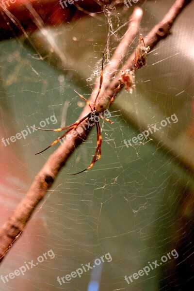 Spider Arachnid Nature Macro Wildlife