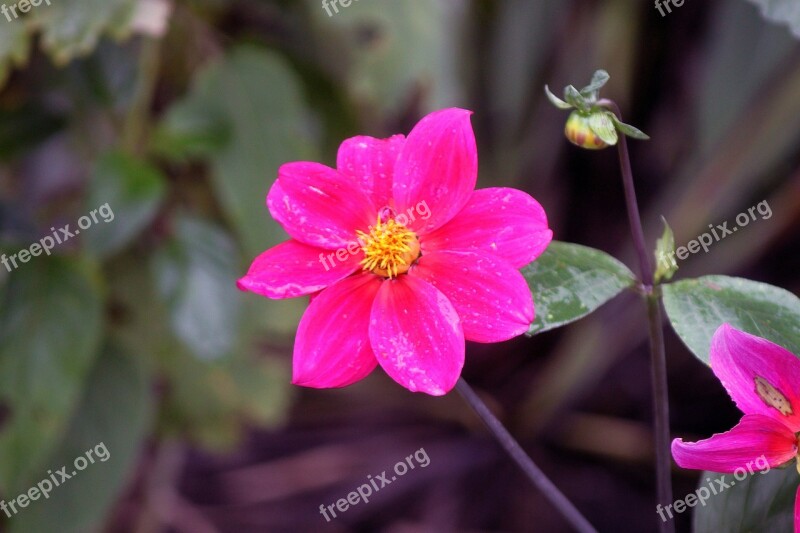 Flower Pink Guarden Colorful Pink Flowers