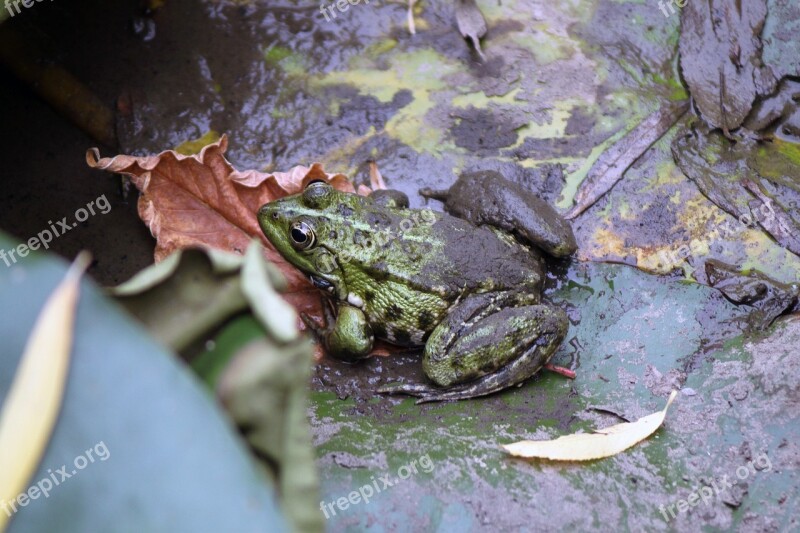 Frog Nature Animal Amphibian Small