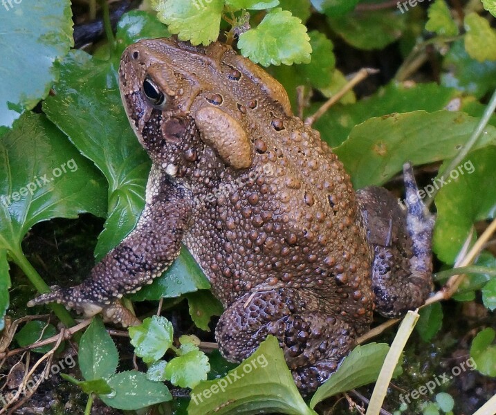 Common Toad Toad Amphibian Animal Nature