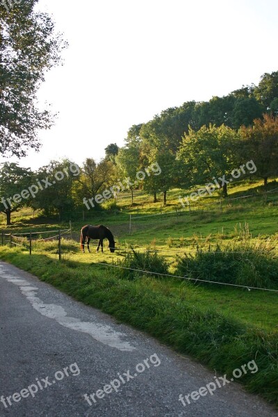 Horse Coupling Pasture Paddock Graze