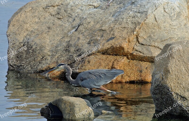 Blue Heron Heron Bird Wildlife Nature