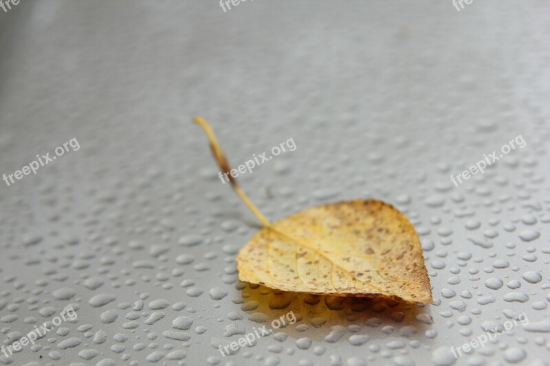 Autumn Sheet Leaflet Forest Dry Leaves