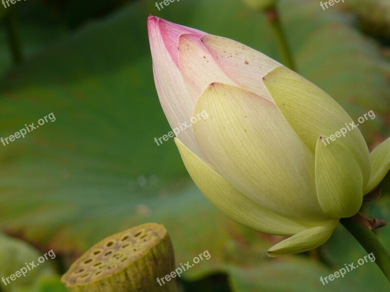 Water Lily Lake Bud Pond Lily Pad